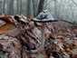 Harkálytintagomba (Coprinopsis picacea), Budai-hegység
